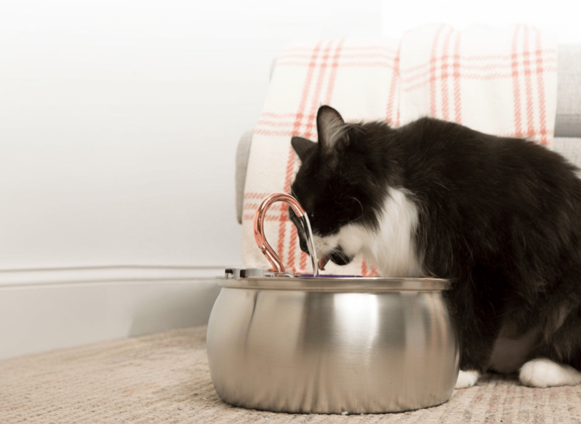 Healthy Hydrated Cats E-Book